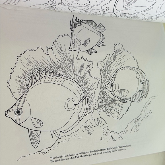 Dover Coloring Coral Reef 🪸🐠 Paperback Coloring Activity Book - Picture 4 of 9